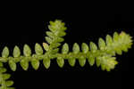 Gulf spikemoss